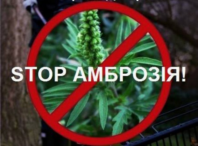 Уничтожайте амброзию!