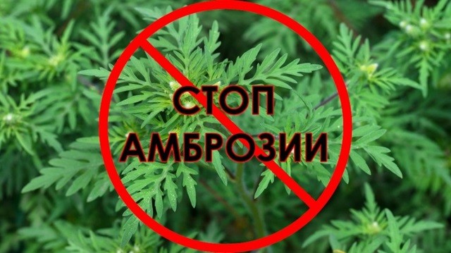 Внимание! УНИЧТОЖАЙТЕ АМБРОЗИЮ!